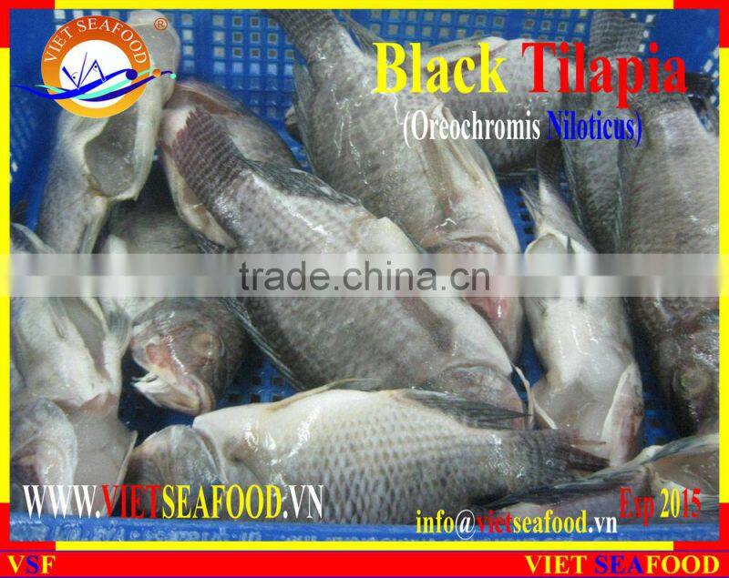 FROZEN BLACK TILAPIA WHOLE ROUND