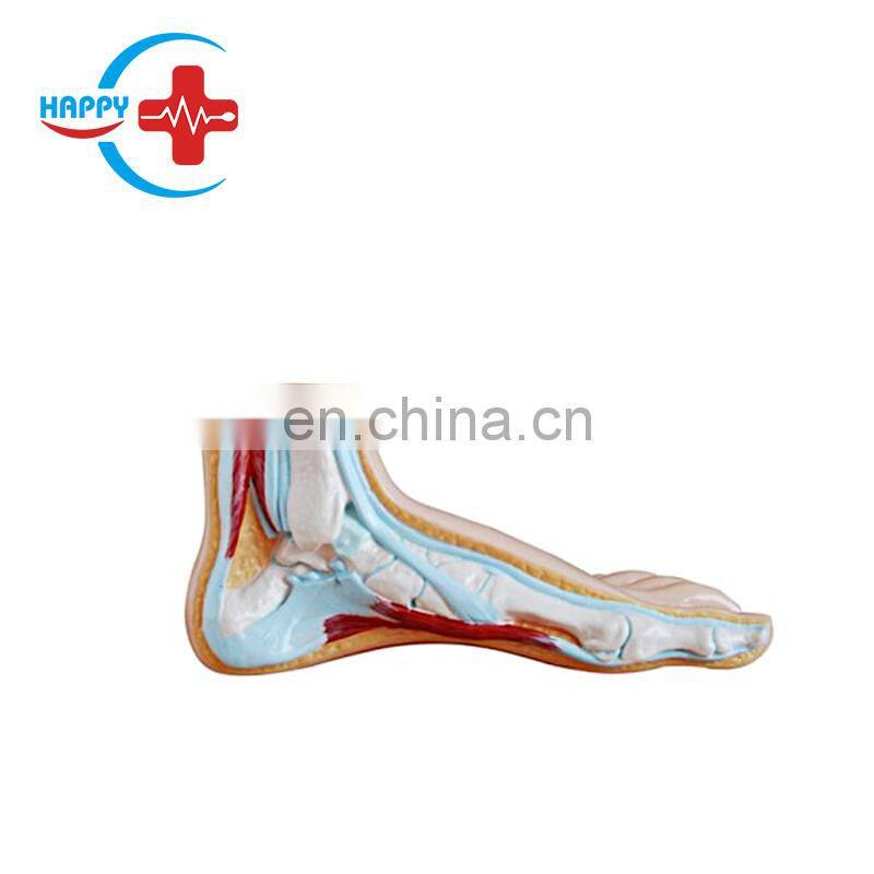 HC-S274 Normal foot/flat foot/arched foot model,Medical Human Anatomical foot model