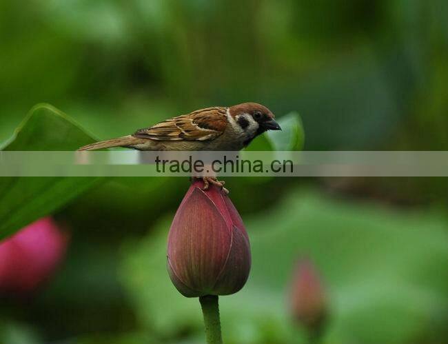 2.0x 74mm Telephoto lens 827