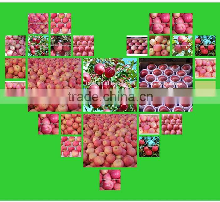 Best selling nutritious Apple Fuji Apples Chinese Fuji Apple