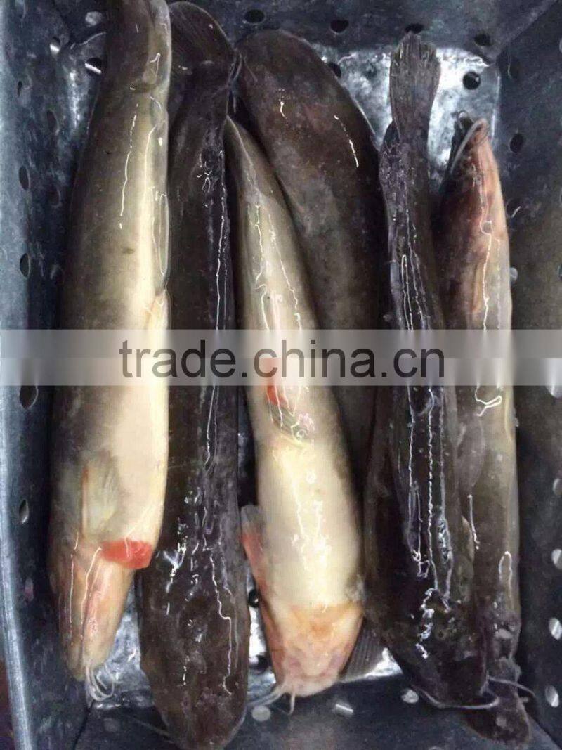 Frozen whole Catfish