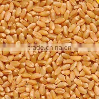 wheat cutting machine india price