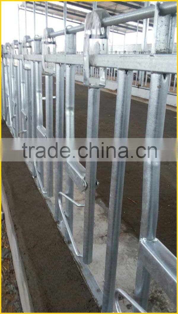 cow head-lock for dairy farm