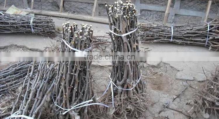 Jujube tree seedling