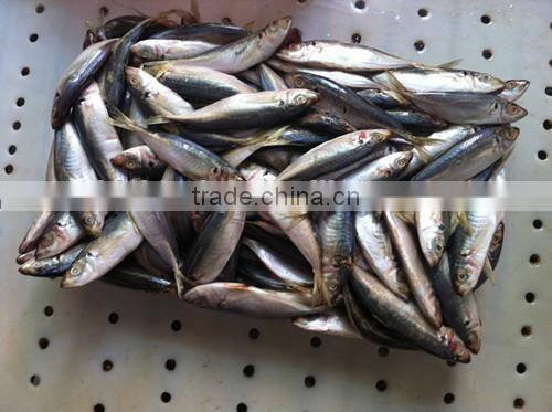 Superior quality 18CM China made frozen fresh horse mackerel