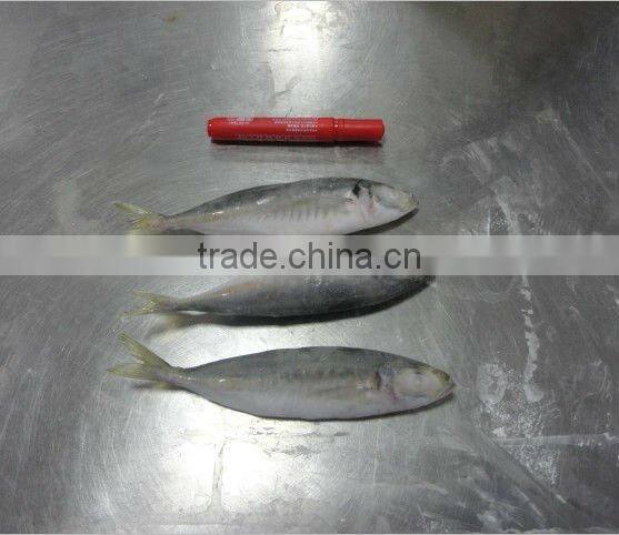 frozen whole round horse mackerel fish