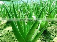 Aloes softgel, Aloes vera