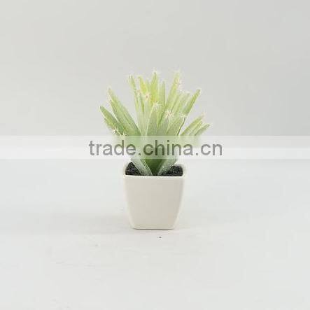 Best selling factory direct price tropical plants mini potted cactus