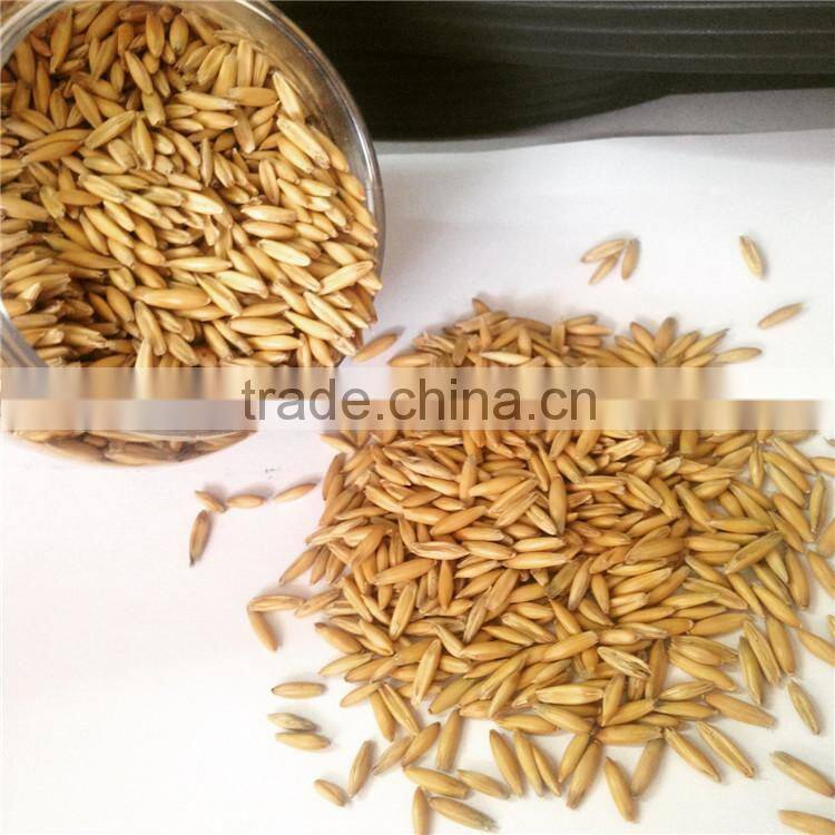 horse oats in bulk with wholesale price