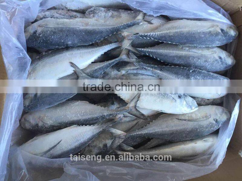 Whole Frozen hardtail fish for sale /frozen horse mackerel for thailand market