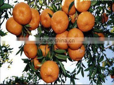 Fresh Mandarin Orange with Factory Wholesales Price