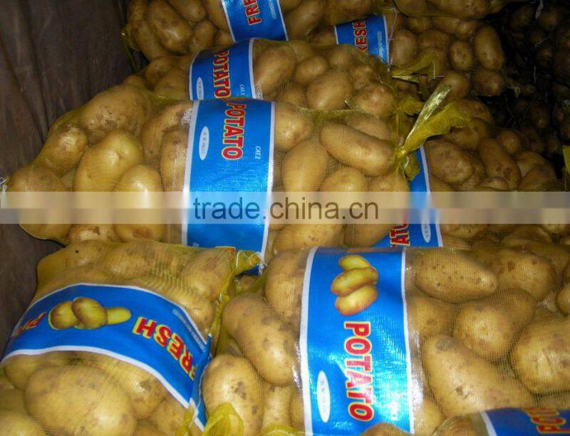 NEW FRESH HOLLAND POTATO in hot sailing