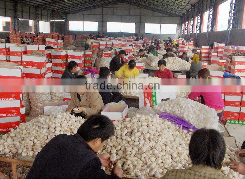 Fresh Garlic Global Foods health against cancer