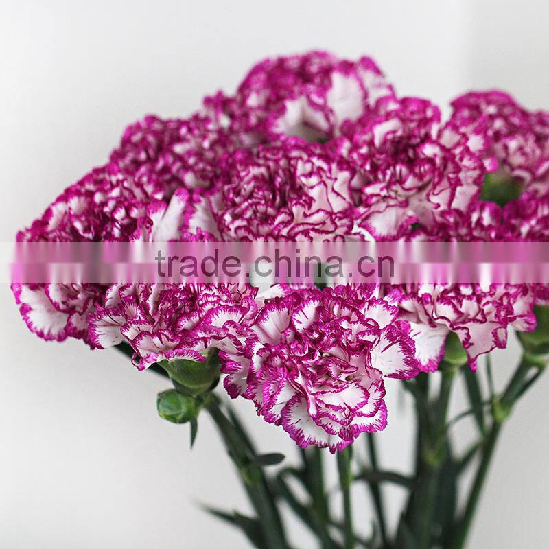 Wholesale fresh carnation cut flower prices