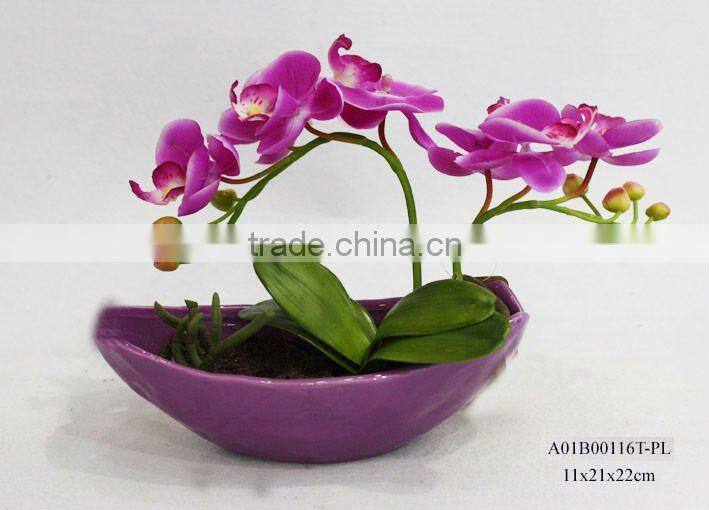 yellow Phalaenopsis Orchids in black ceramic pot