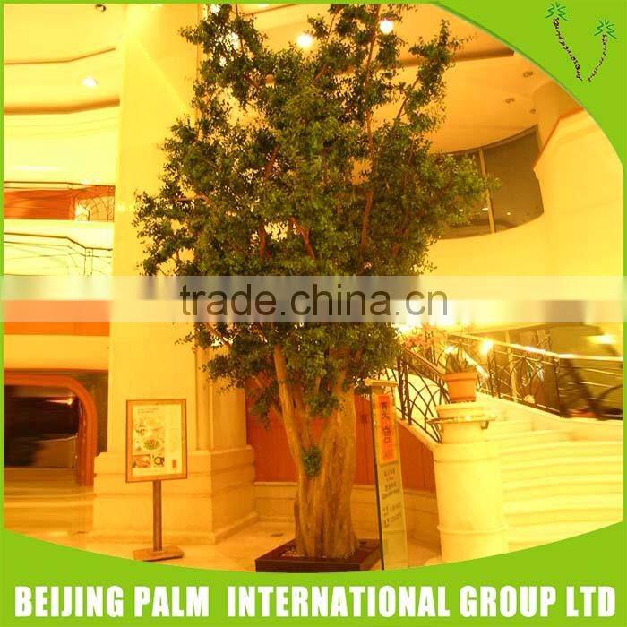 Cheap high quality big banyan tree