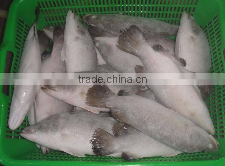 seafood fishes of Asian Sea Bass