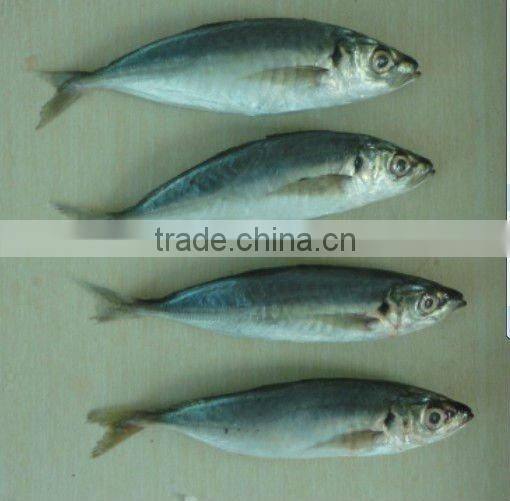 frozen whole round horse mackerel fish