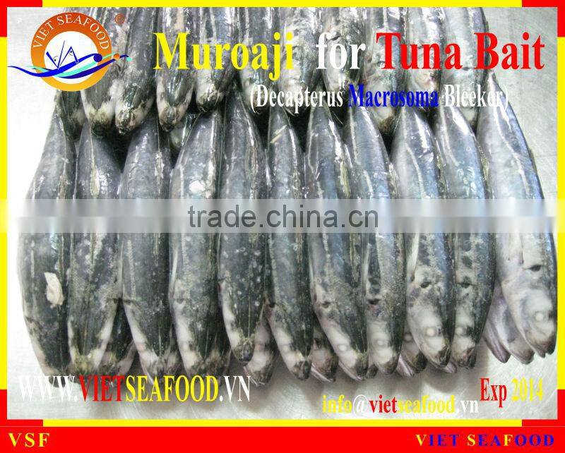FROZEN MUROAJI FOR TUNA BAIT
