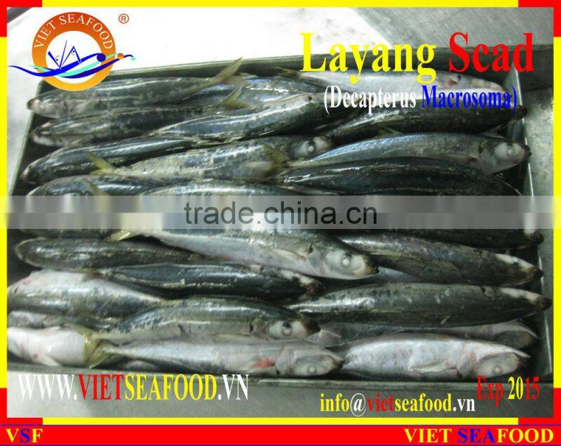 FROZEN LAYANG SCAD (MUROAJI) WHOLE ROUND