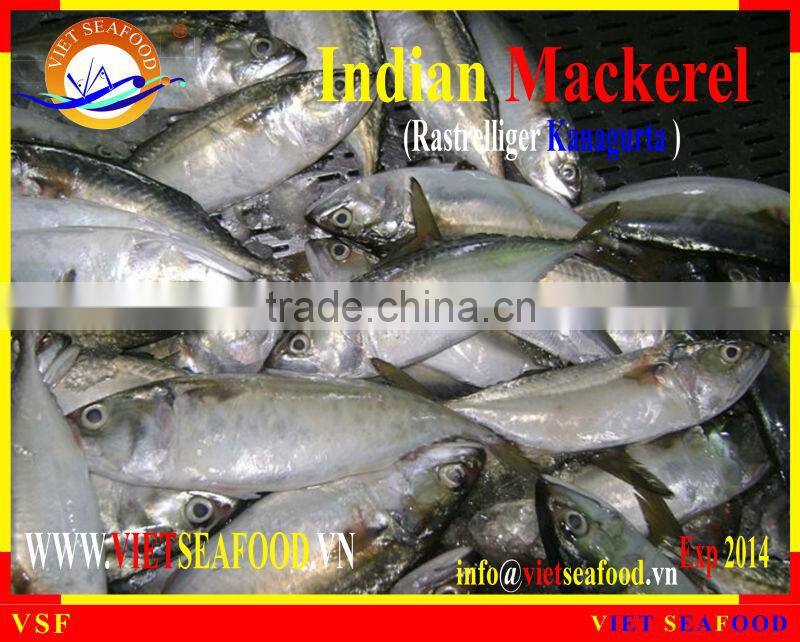 W/R FROZEN INDIAN MACKEREL