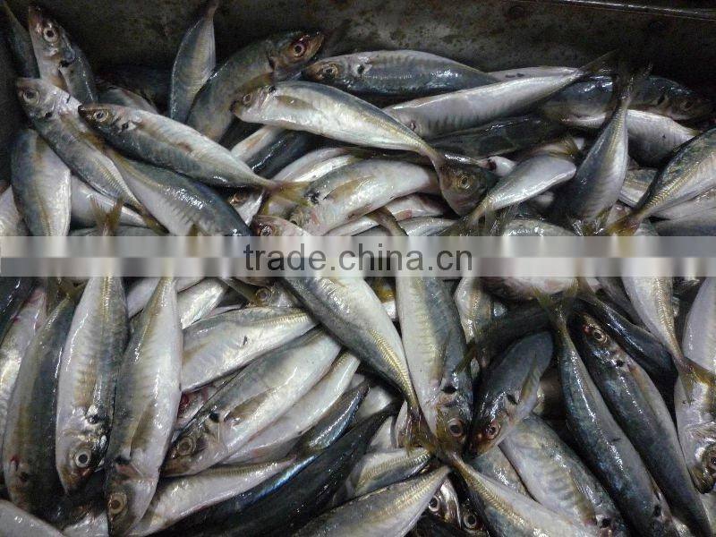 frozen horse mackerel (fresh and clean)