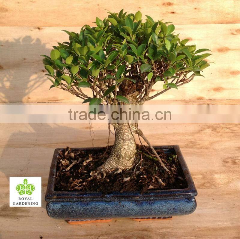 Ficus microcarpa ball bonsai