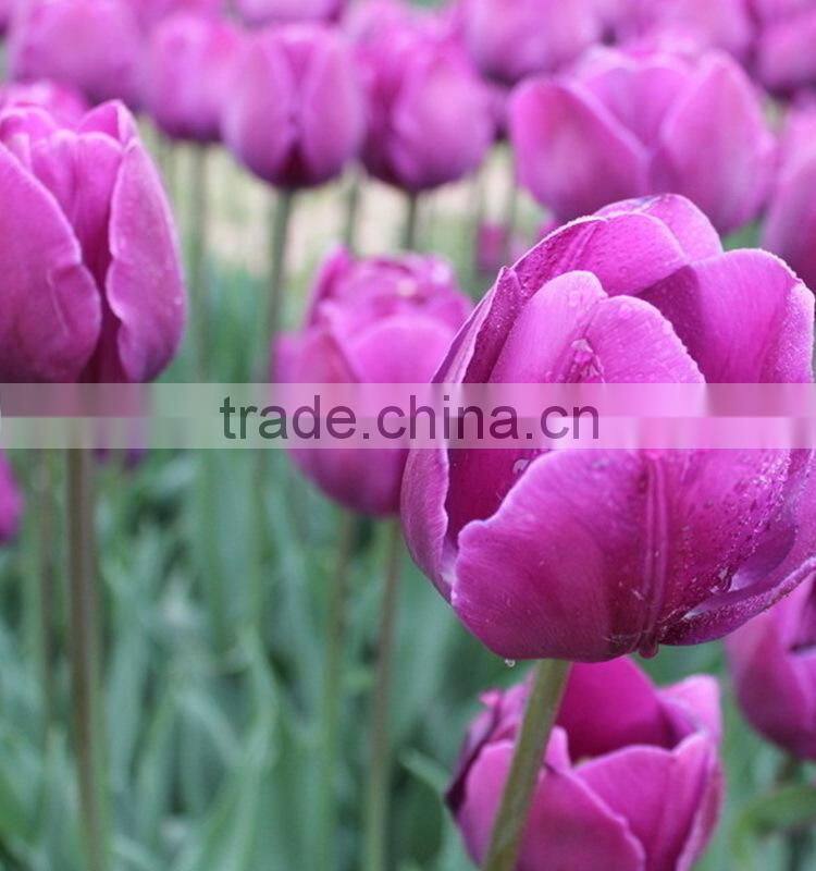 Color Cheapest high quality fresh tulip