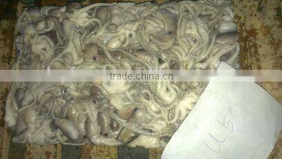 Frozen Long-legged Octopus