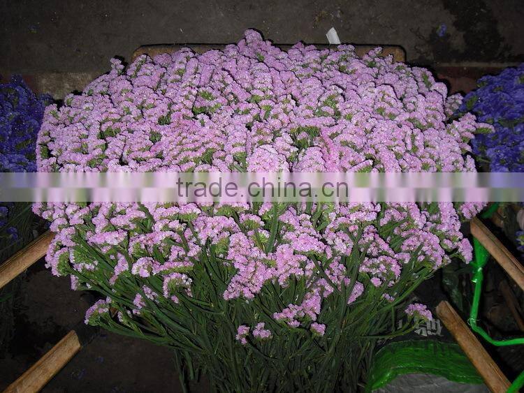 Fresh factory direct fresh cut myosotis flower