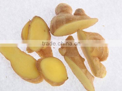 latest crop china fresh ginger