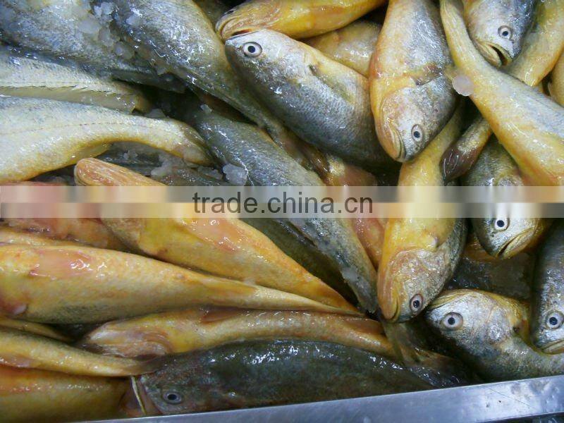 Frozen Seafoods Frozen Yellow croaker