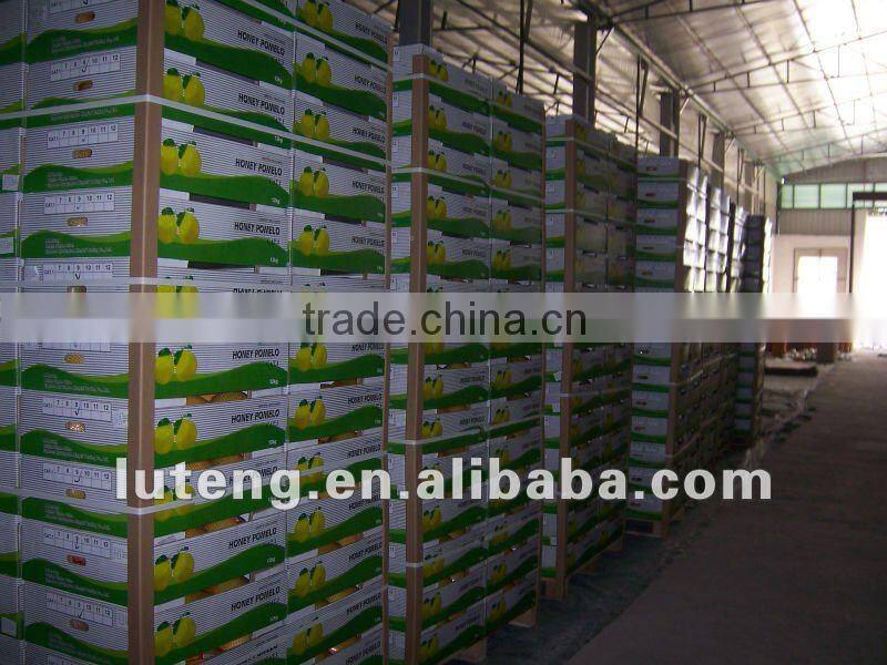 Citrus Fruits New Crop Wholesale Prices of Pomelo