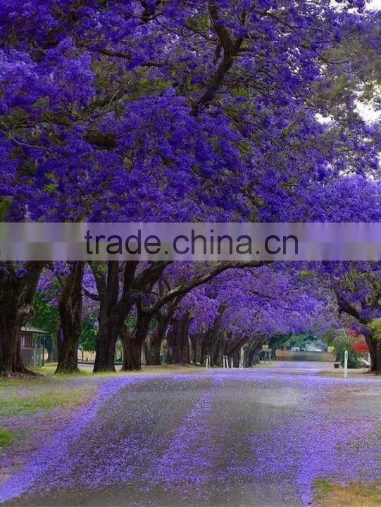 Jacaranda mimosifolia