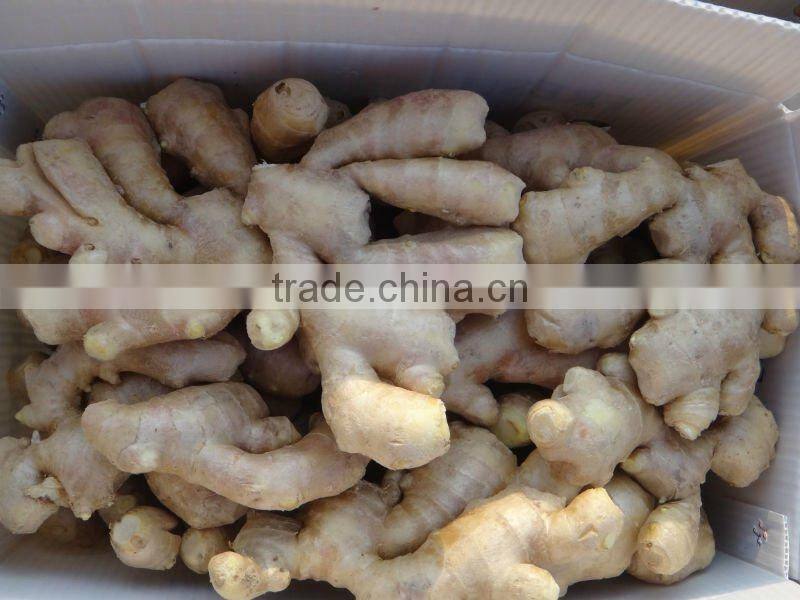 All year round fresh ginger