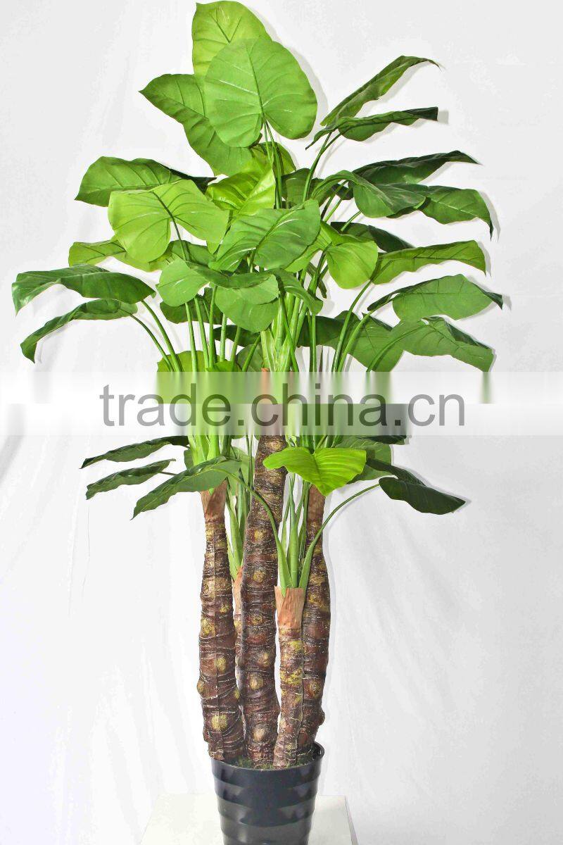 Supply evergreen bonsais