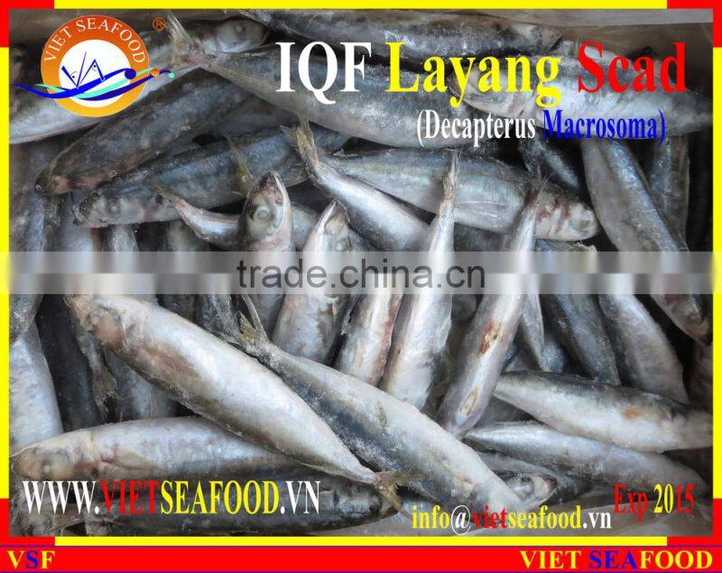 IQF LAYANG SCAD WHOLE ROUND