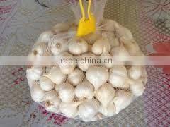 FRESH GARLIC IN NEW DROP 2016