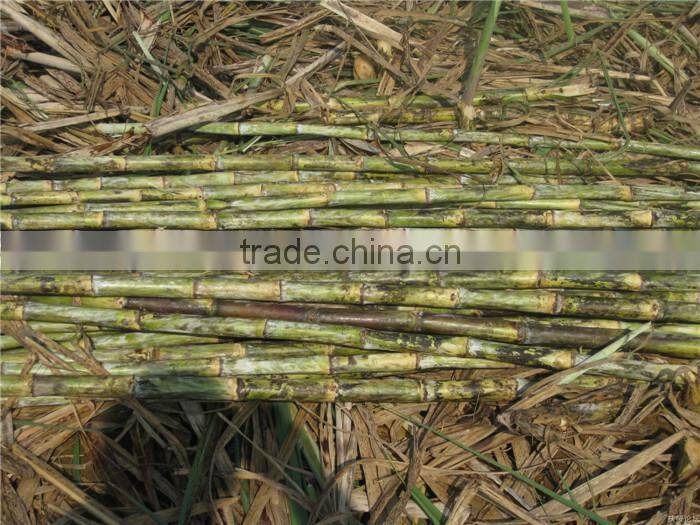 Farm small machinery leaf cutter mini sugarcane leaf remove 6BZ-5 new sugarcane leaf removing machine