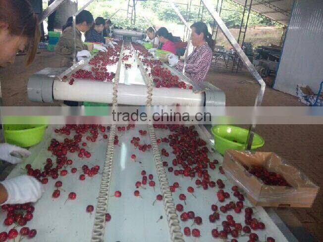 import china products fresh cherry high quality bagged