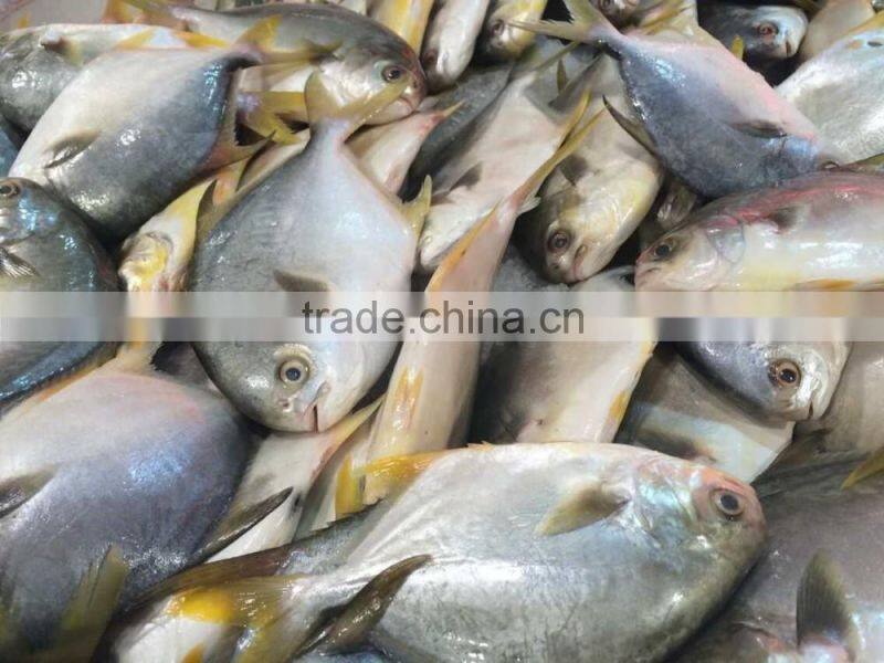 Frozen Golden Pomfret Fish / Golden Pompano Fish