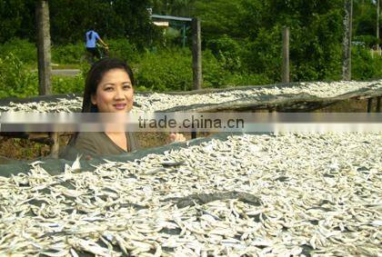 SUPPLIER DRIED SPRATS SILVER LINE EXPORT TO SRILANKA (Email: katherine.vilaconic@ , Viber, Whatsapp: +841687264621)