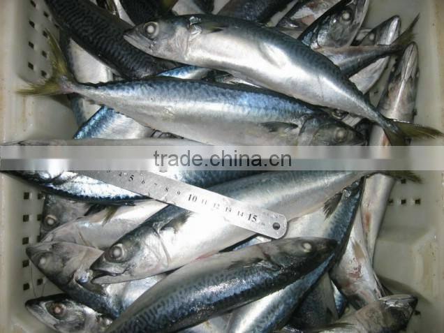 Frozen Mackerel Pacific 150-300g