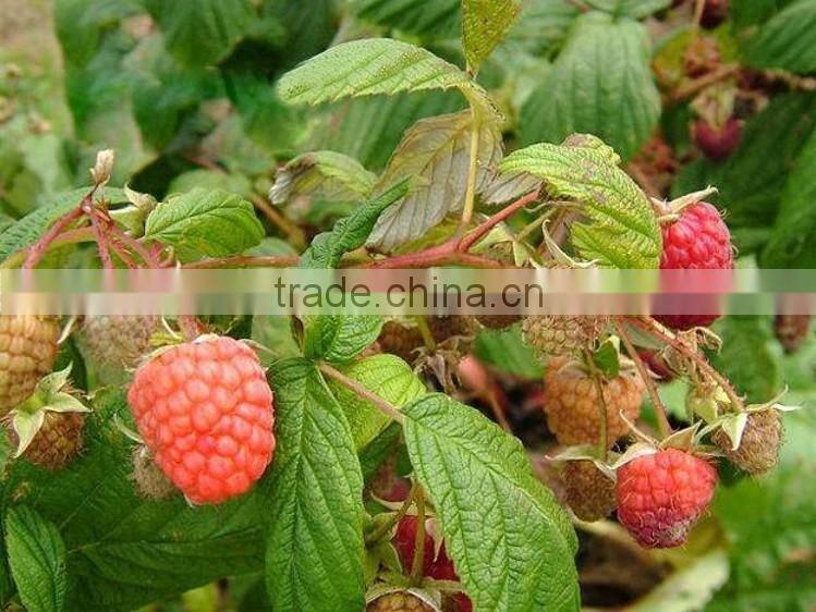 raspberry tree seedling
