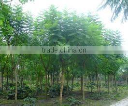 Jacaranda mimosifolia