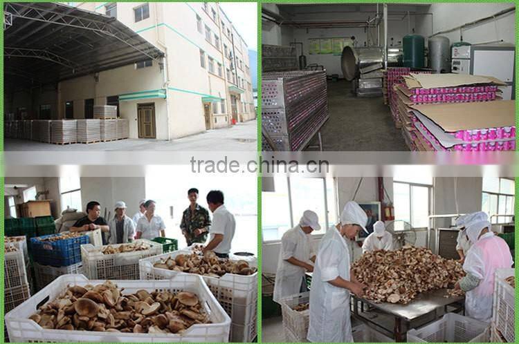 Good quality canned Shiitake mushroom