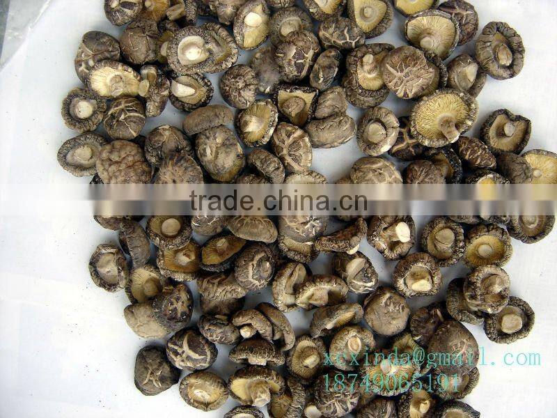 A Grade Dried Flower Mushroom