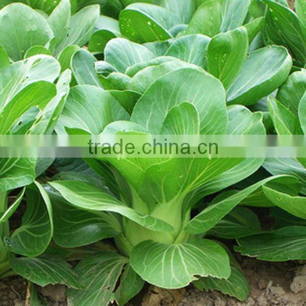 NPK07 Taoyu Quality pak choi seeds for agricultural