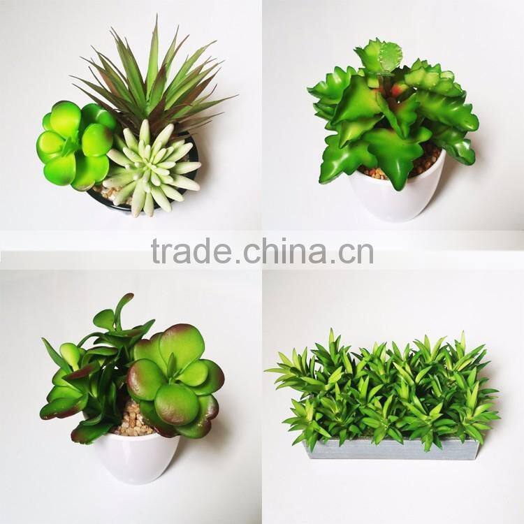 wholesale ornamental plants small plastic succulent plant bonsai