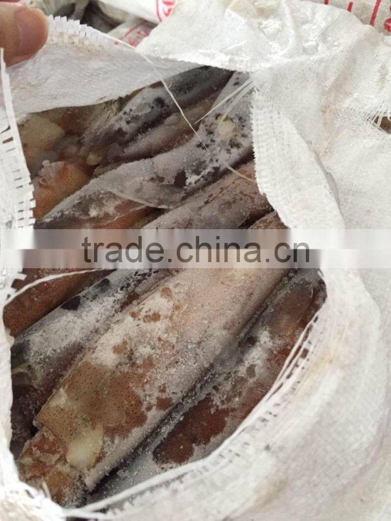 Frozen illex squid every size available new landing